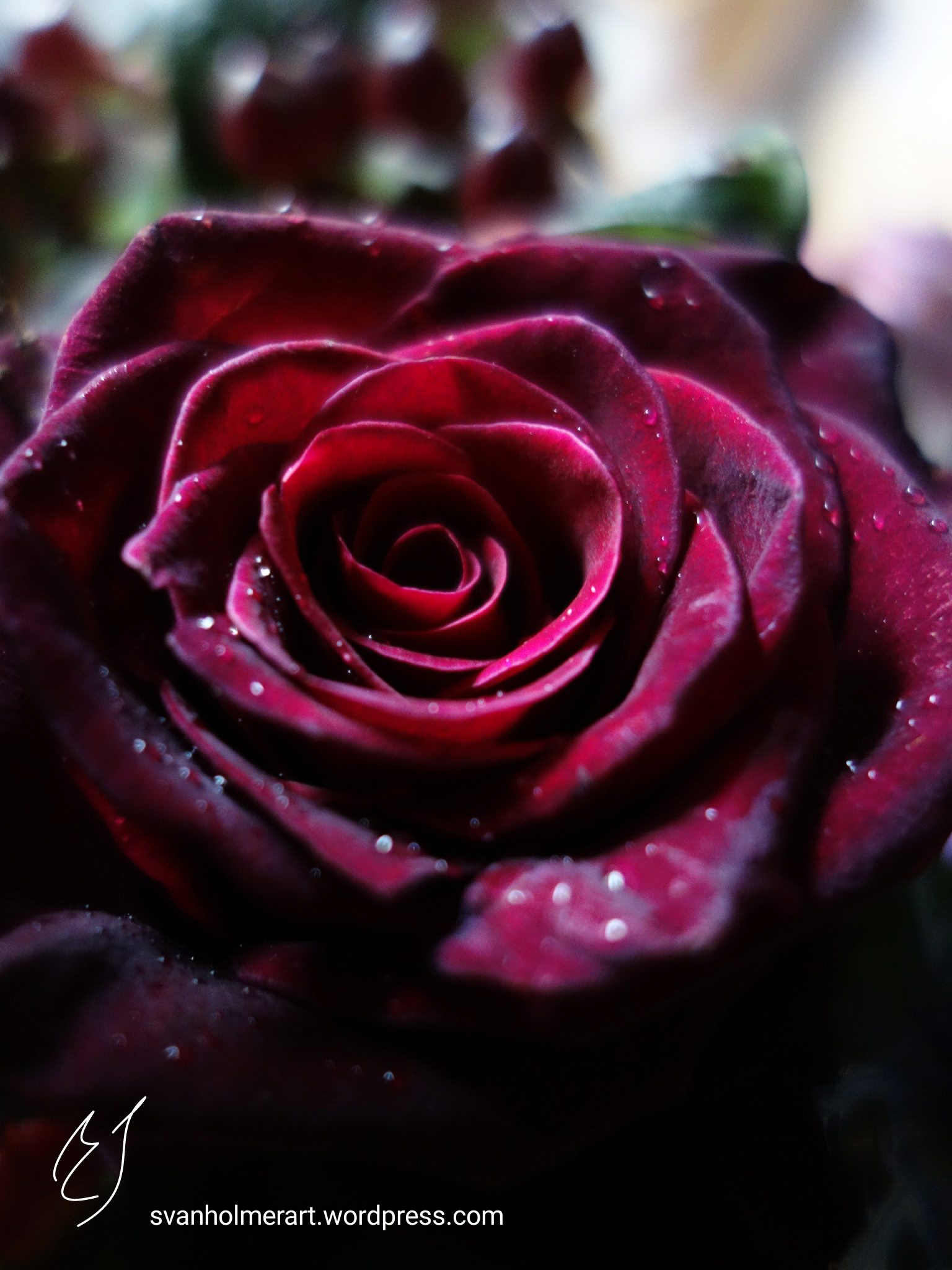 wp-1449092920457 image