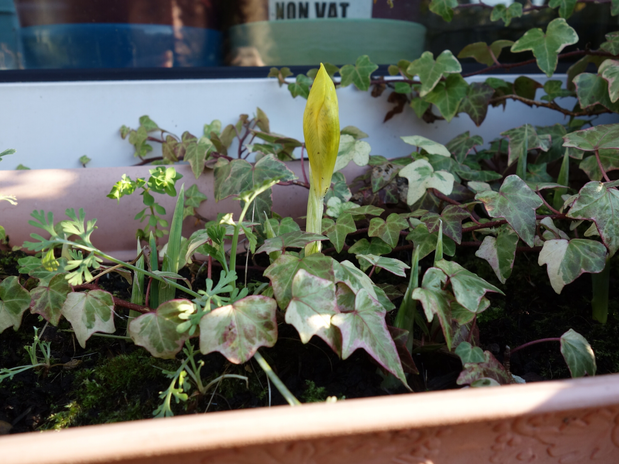 wp-1453408320946 image