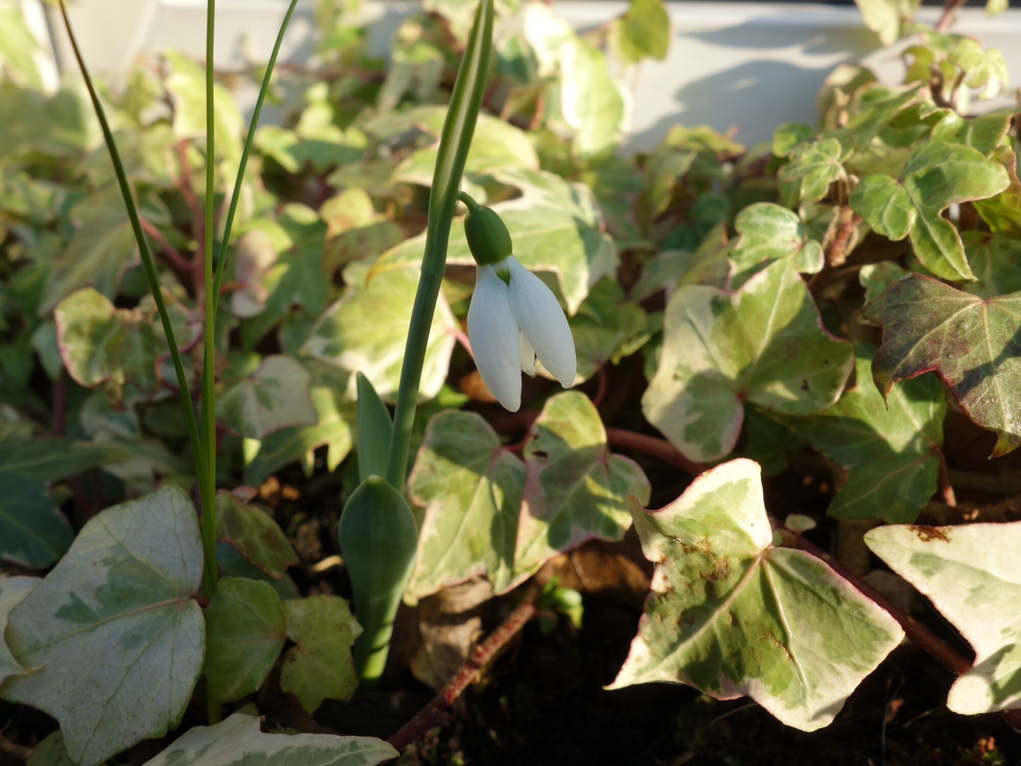 wp-1453408327994 image