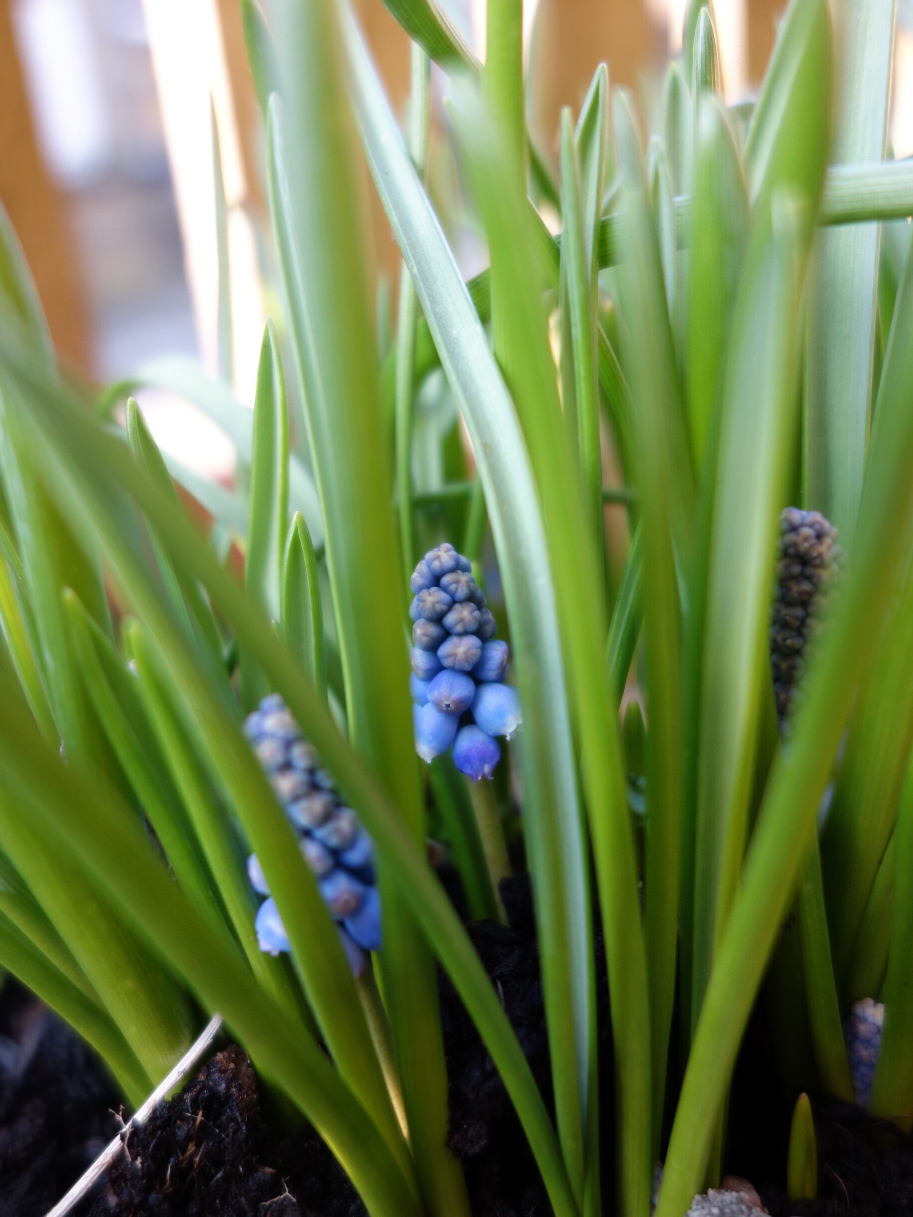 wp-1453408332009 image