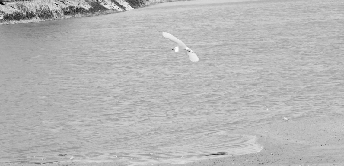 DSC02474-1.jpg image