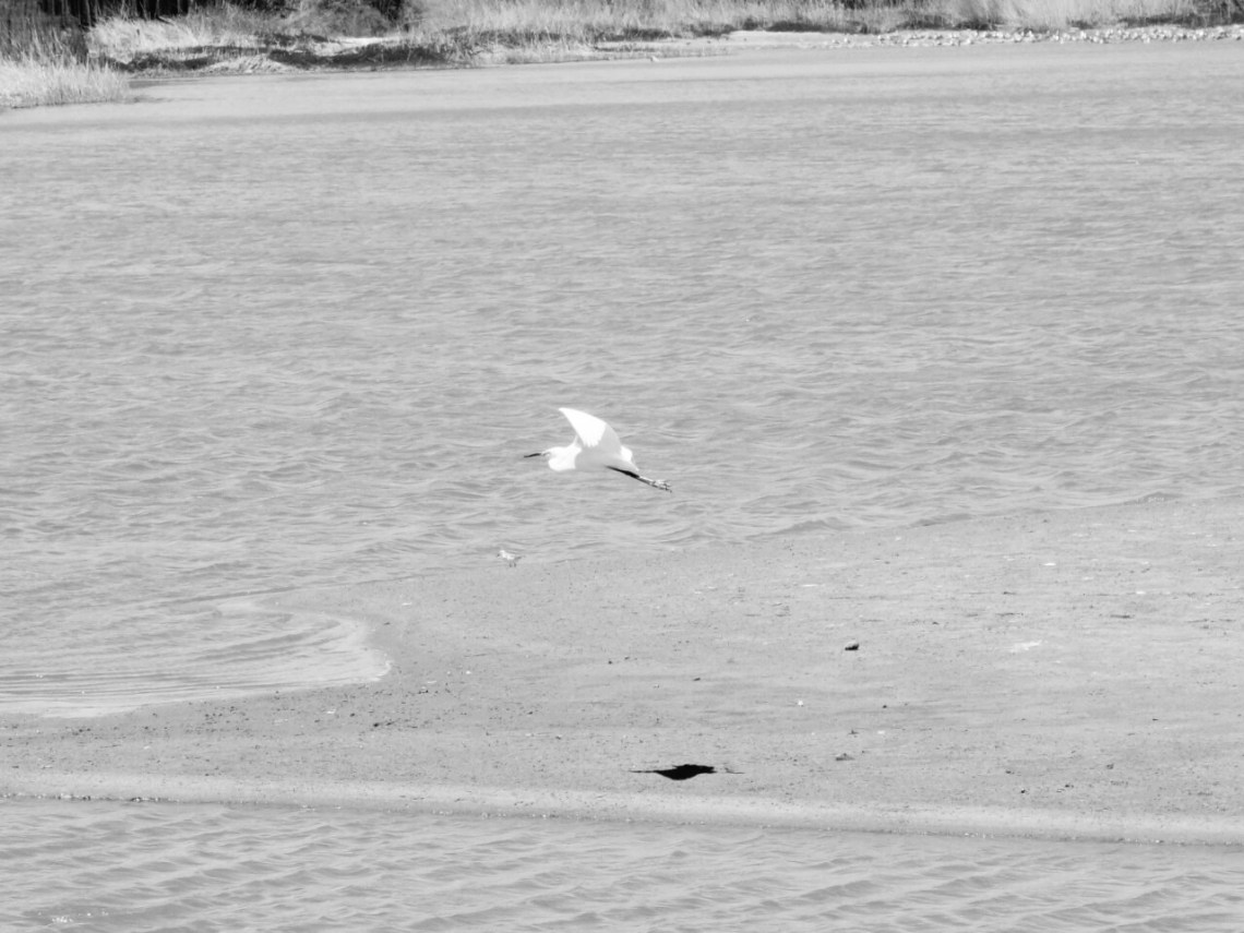 wp-1459969602639 image